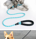 dog wearing leash