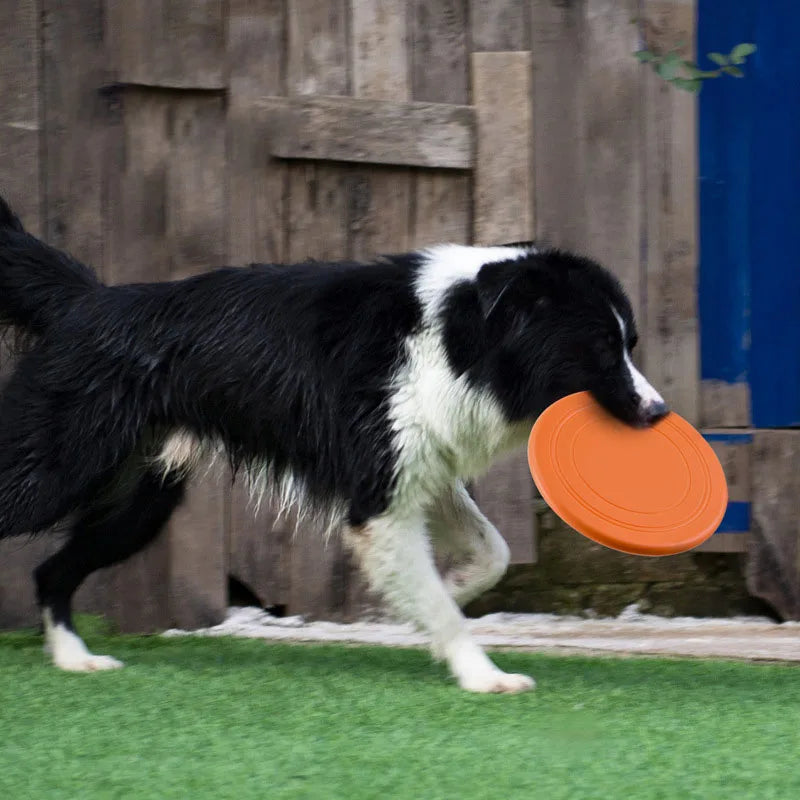dog carrying frisbee