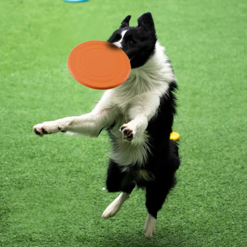 dog playing with frisbee