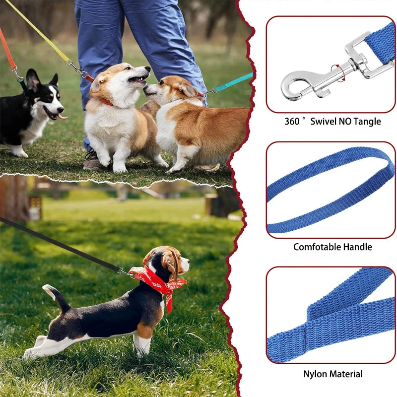 dogs playing wearing leashes